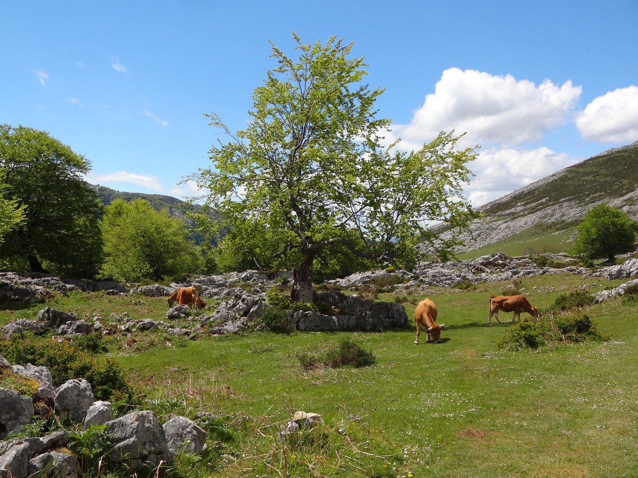 Covadonga meadows and cows